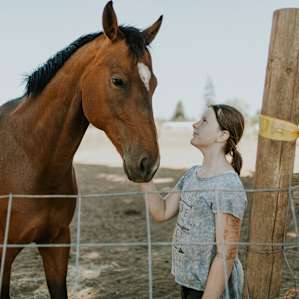 horse farm animal