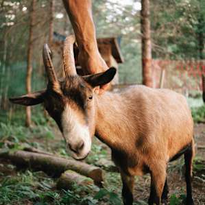 One of Wendy's friendly goats leaning in for a neck scratch.