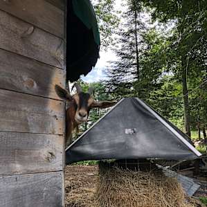 Hazelbrook Cabin