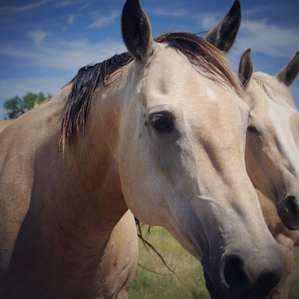Quiet Cattle Ranch