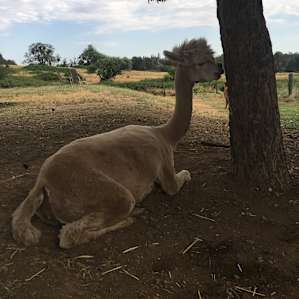 Camp at our farm sanctuary!