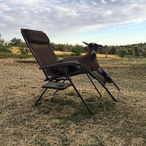 Camp at our farm sanctuary!
