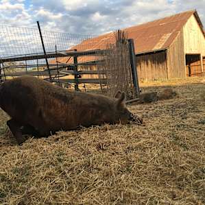 Camp at our farm sanctuary!