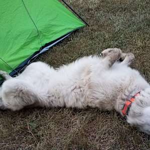 Camping on the Farm