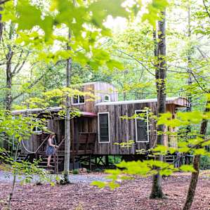 cabin forest lodging