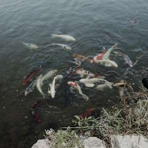 animal fish