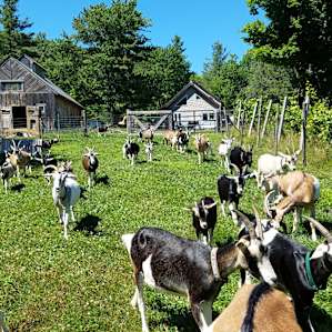 La Lu Farm Goat Yurt