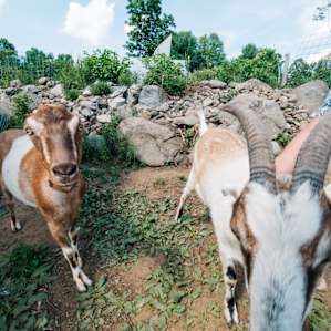 Free range goats dotted the farm