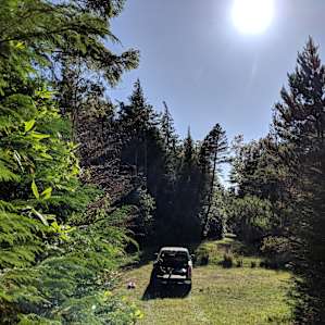 We pitched our tent in the mint field