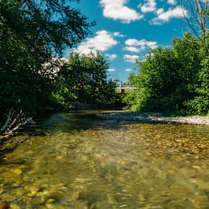 forest water
