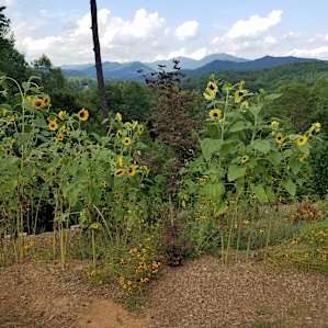 Black Bear Pad RV