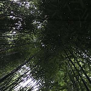 bamboo room— very cool spot!