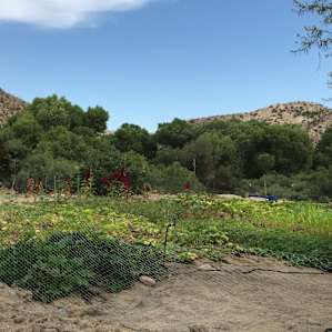 Organic garden with a bunch of squash, corn, zucchini, lettuce and more!
