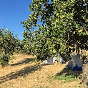 Tents under the Apple trees