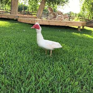 The chicken/duck we named Chuck Dickens