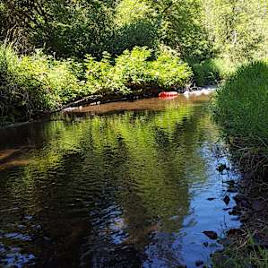 quite creek with small rapids.