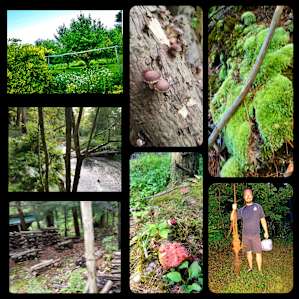 Shiitake Mushroom Camp