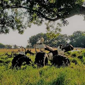 Rustic Camping near the Susquehanna