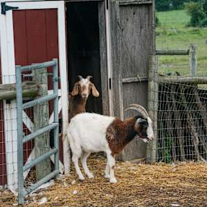 Goats!