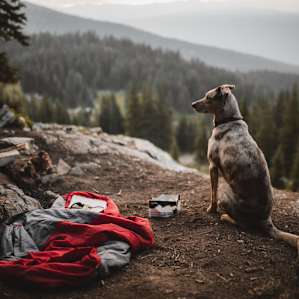 forest dog animal
