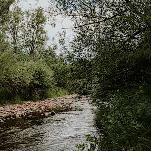 forest water