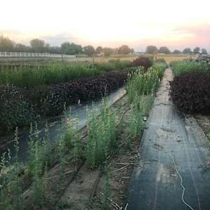 Rows of flowers!