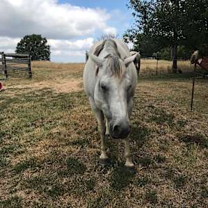 Boss Mare Ranch and Horse Park