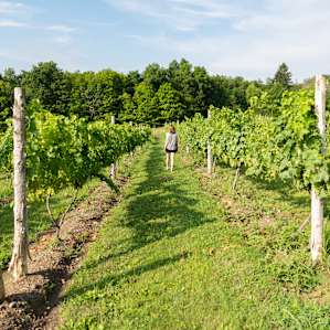 vineyard