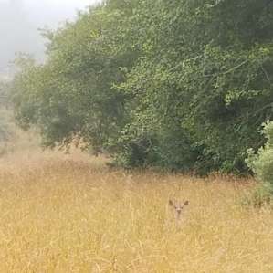 A mule deer greeted us each morning