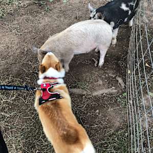 Farmer Charlie giving his piggies a great belly rub