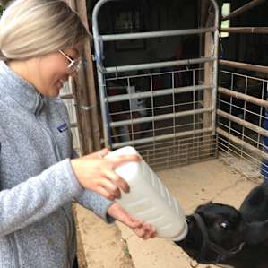 Me feeding a baby calf!