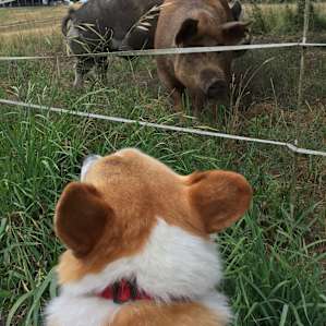 Our corgi with the pigs