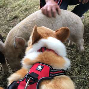 Our corgi with the pigs