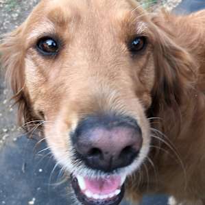 Cute doggos