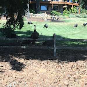 Fantastic turkeys