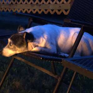 After a long day our friend Buddy joins us for some down time by a lovely fire.