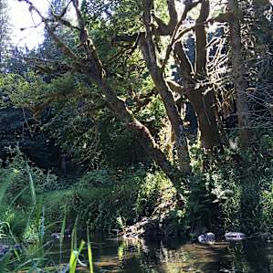 View from the bank of the creek, short walking distance from site #1. We caught a couple crawdads (and released them), which was great fun!