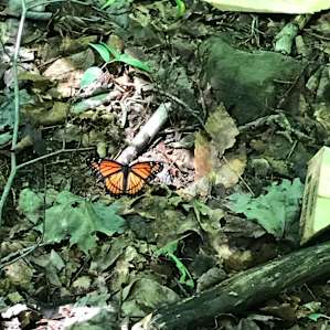 Catskill Woodland Retreat.