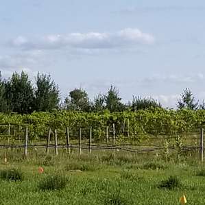 Stephen's vineyard!