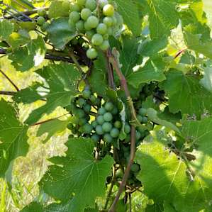 Grapes!