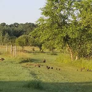 Two Wild Turkeys and their flock!