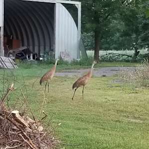 Sone Minnesotans see Sandhill Cranes often but I never have. Six of the fifteen species of Sandhill Cranes are considered endangered, I was so thrilled to see them fly in, wow!