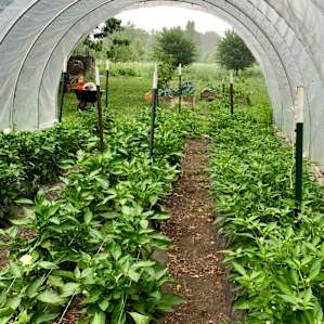 Secluded Urban Farm