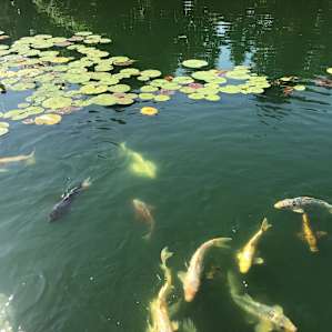 Koi Kamping