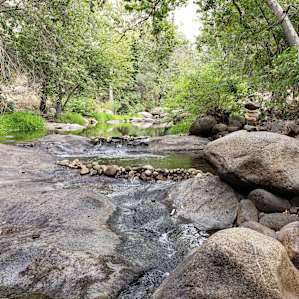 In the Forest by the River