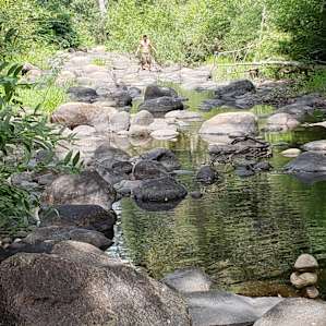 In the Forest by the River