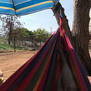 Camping with Rescue Animals