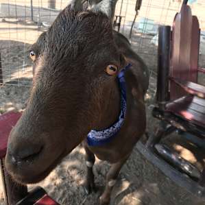 Camping with Rescue Animals