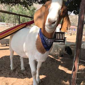 Camping with Rescue Animals