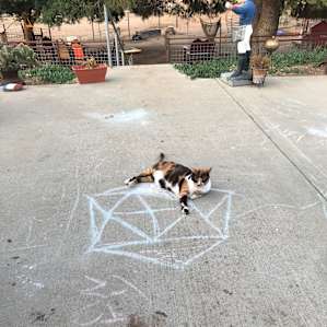 Camping with Rescue Animals